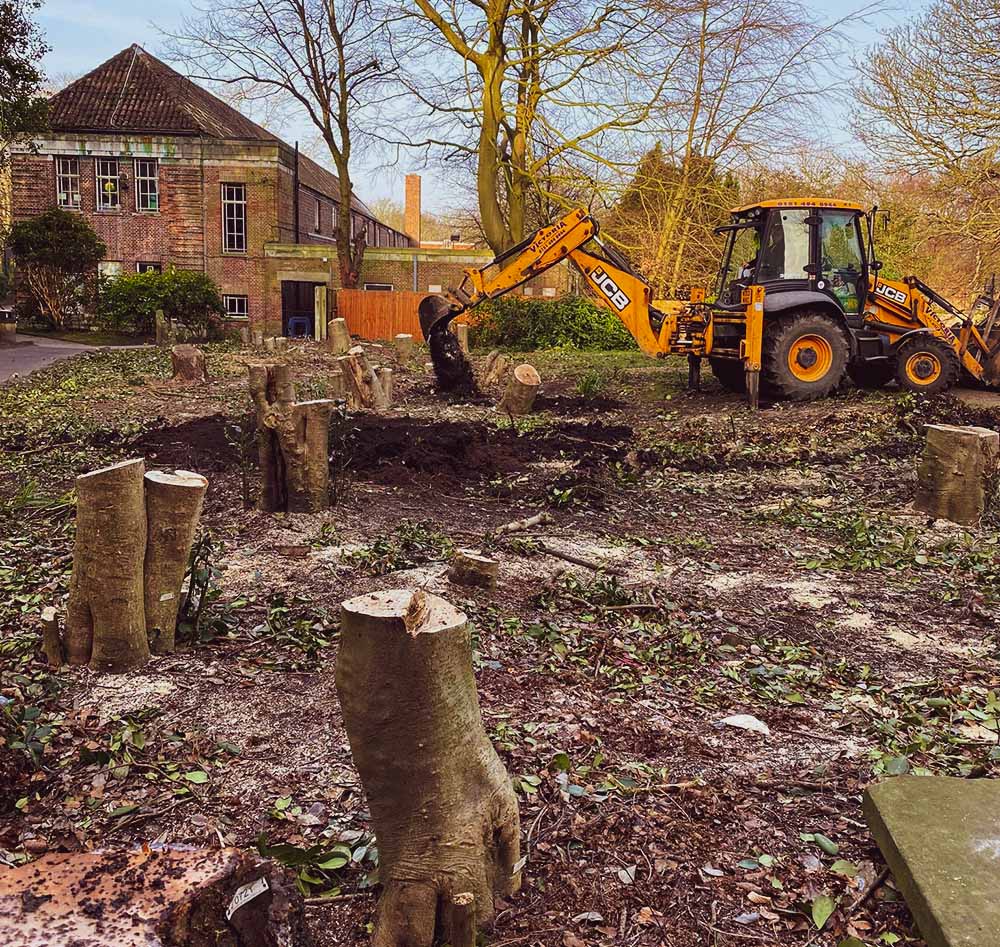 Tree Removal, Tree Stump Removal for School