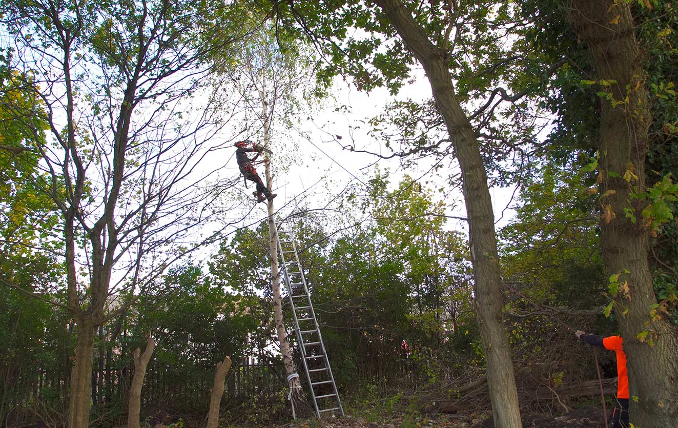 Tree Removal by high voltage power line L18